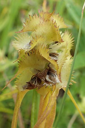 Melampyrum cristatum \ Kamm-Wachtelweizen / Crested Cow-Wheat, D Gro&szlig;-Gerau 15.7.2017