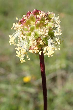 Sanguisorba minor \ Kleiner Wiesenknopf / Salad Burnet, D Neuleiningen 15.5.2019