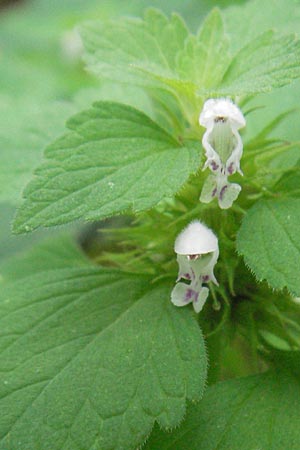 Lamium purpureum \ Rote Taubnessel / Red Dead-Nettle, D Babenhausen 11.8.2007