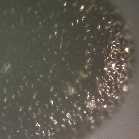 Portulaca papillatostellulata \ Papillenfr&uuml;chtiger Portulak / Papilla-Fruited Purslane, D Ludwigshafen 30.8.2018