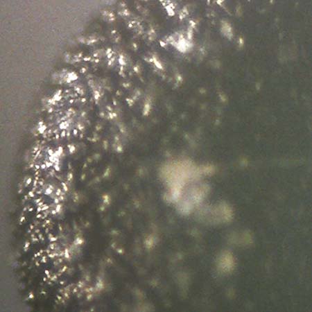 Portulaca papillatostellulata \ Papillenfr&uuml;chtiger Portulak / Papilla-Fruited Purslane, D Ludwigshafen 30.8.2018