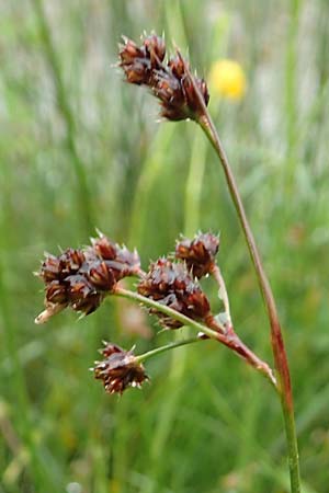 Luzula multiflora \ Vielbl�tige Hainsimse / Heath Wood-Rush, D Pfronten 9.6.2016