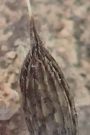 Lactuca serriola \ Kompass-Lattich, Wilder Lattich / Prickly Lettuce, D Schriesheim 13.9.2016