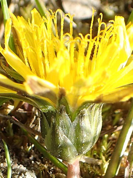 Taraxacum multilepis \ Reichschuppiger Sumpf-L�wenzahn / Many-Scaled Marsh Dandelion, D Konstanz 24.4.2018