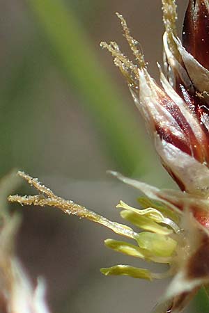 Luzula multiflora \ Vielbl�tige Hainsimse / Heath Wood-Rush, D Zwingenberg an der Bergstra&szlig;e 15.4.2022