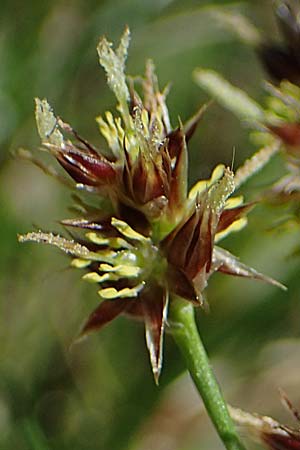 Luzula multiflora \ Vielbl�tige Hainsimse / Heath Wood-Rush, D Zwingenberg an der Bergstra&szlig;e 15.4.2022