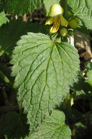 Lamium montanum \ Berg-Goldnessel / Mountain Yellow Archangel, D Hemsbach 19.4.2007