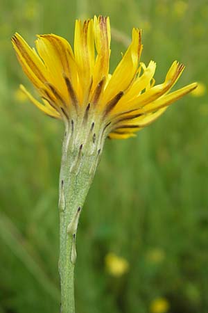 Scorzoneroides autumnalis \ Herbst-Schuppenl�wenzahn / Autumn Hawkbit, Fall Dandelion, D Eppertshausen 12.6.2010