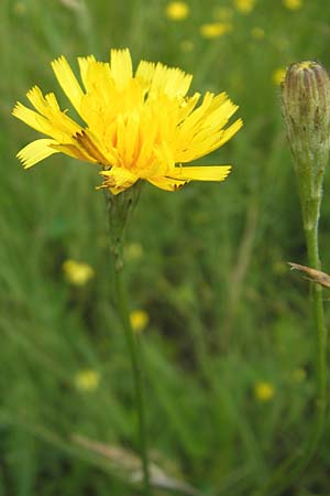 Scorzoneroides autumnalis \ Herbst-Schuppenl�wenzahn / Autumn Hawkbit, Fall Dandelion, D Eppertshausen 12.6.2010
