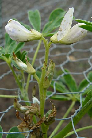 Lupinus albus subsp. albus \ Wei�e Lupine / White Lupin, D Botan. Gar.  Universit.  Mainz 13.9.2008