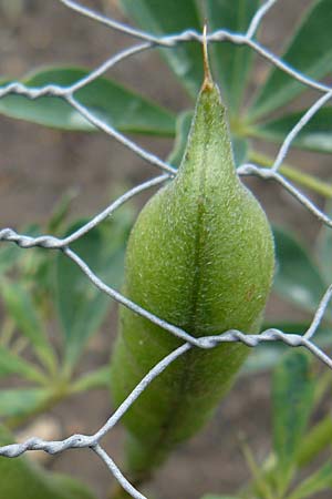 Lupinus albus subsp. albus \ Wei�e Lupine / White Lupin, D Botan. Gar.  Universit.  Mainz 13.9.2008