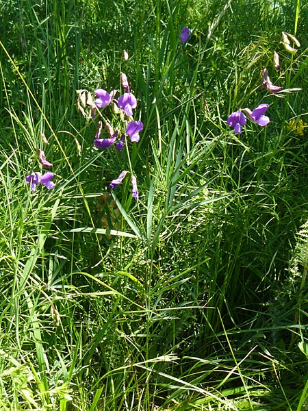 Lathyrus bauhini \ Schwert-Platterbse / Bauhin's Vetchling, D Hechingen 3.6.2015