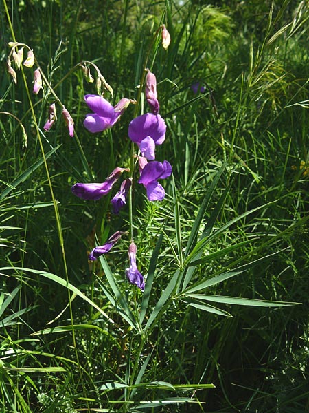 Lathyrus bauhini \ Schwert-Platterbse / Bauhin's Vetchling, D Hechingen 3.6.2015