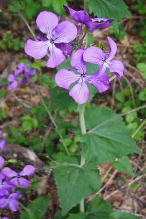 Lunaria annua \ Einj�hriges Garten-Silberblatt / Honesty, D Odenwald, Zotzenbach 2.5.2015