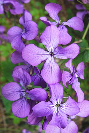 Lunaria annua \ Einj�hriges Garten-Silberblatt / Honesty, D Odenwald, Zotzenbach 2.5.2015