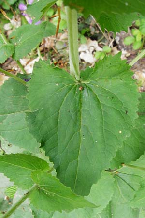 Lunaria annua \ Einj�hriges Garten-Silberblatt / Honesty, D Odenwald, Zotzenbach 2.5.2015