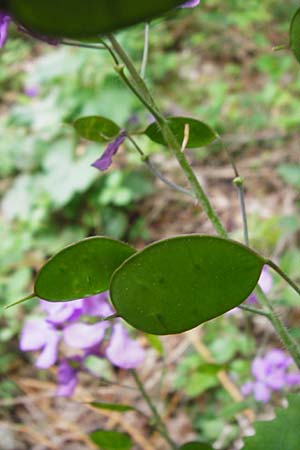 Lunaria annua \ Einj�hriges Garten-Silberblatt / Honesty, D Odenwald, Zotzenbach 2.5.2015