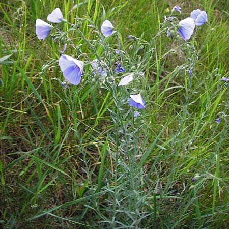 Linum austriacum \ �sterreicher Lein / Austrian Flax, D Grettstadt 1.6.2015