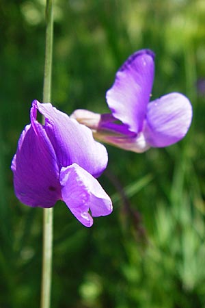 Lathyrus bauhini \ Schwert-Platterbse / Bauhin's Vetchling, D Hechingen 3.6.2015