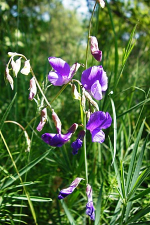 Lathyrus bauhini \ Schwert-Platterbse / Bauhin's Vetchling, D Hechingen 3.6.2015
