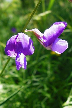 Lathyrus bauhini \ Schwert-Platterbse / Bauhin's Vetchling, D Hechingen 3.6.2015
