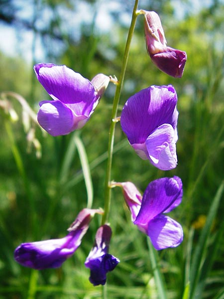 Lathyrus bauhini \ Schwert-Platterbse / Bauhin's Vetchling, D Hechingen 3.6.2015
