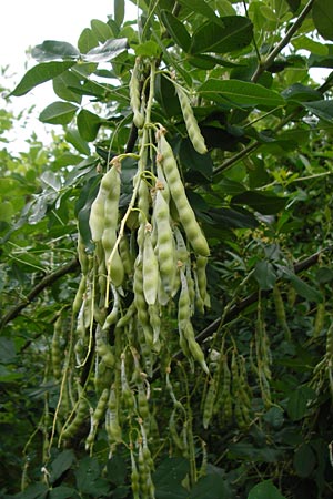 Laburnum alpinum \ Alpen-Goldregen / Alpine Golden Chain, Scottish Golden Chain, D Wurmlingen 20.6.2015