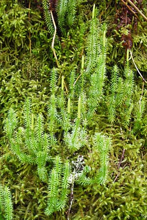 Lycopodium annotinum \ Wald-B�rlapp / Interrupted Clubmoss, D Schwarzwald/Black-Forest, Kniebis 5.8.2015