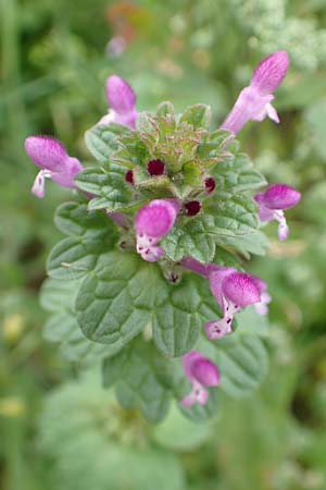Lamium amplexicaule \ St�ngelumfassende Taubnessel / Henbit Dead-Nettle, D Seligenstadt 15.10.2016