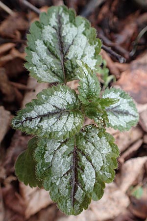 Lamium argentatum \ Silber-Goldnessel / Garden Yellow Archangel, D Mannheim 13.3.2018