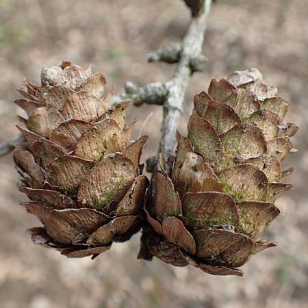 Larix x eurolepis \ Hybrid-L�rche / Hybrid Larch, Dunkeld Larch, D Heidelberg 15.4.2018