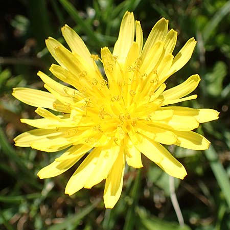 Taraxacum ciliare \ Gewimperter Sumpf-L�wenzahn / Ciliate Marsh Dandelion, D Konstanz 24.4.2018