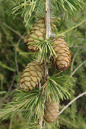 Larix x eurolepis \ Hybrid-L�rche / Hybrid Larch, Dunkeld Larch, D Drover Heide 9.7.2018
