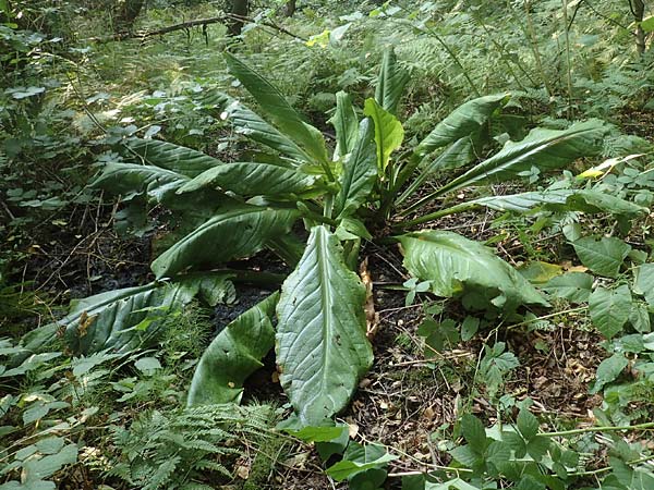 Lysichiton americanus \ Gelbe Schein-Kalla, Amerikanischer Stinktier-Kohl / American Skunk Cabbage, Swamp Lantern, D Duisburg 22.8.2018