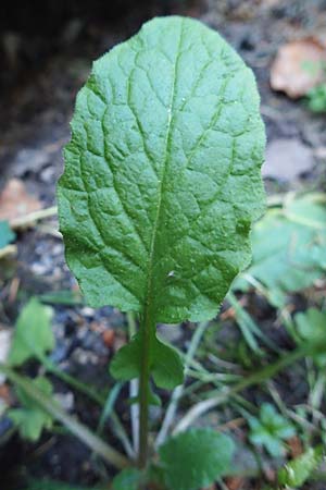 Lapsana communis subsp. communis \ Gemeiner Rainkohl / Nipplewort, D Odenwald, Reichelsheim 12.10.2018