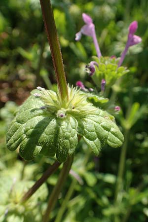 Lamium amplexicaule \ St�ngelumfassende Taubnessel / Henbit Dead-Nettle, D Mannheim 12.4.2020