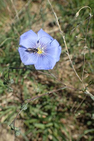 Linum austriacum \ �sterreicher Lein / Austrian Flax, D Neuleiningen 23.4.2020