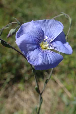 Linum austriacum \ �sterreicher Lein / Austrian Flax, D Neuleiningen 23.4.2020