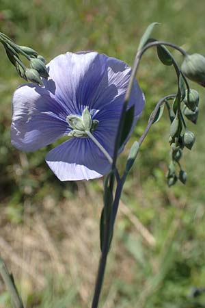 Linum austriacum \ �sterreicher Lein / Austrian Flax, D Neuleiningen 23.4.2020