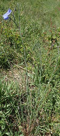 Linum austriacum \ �sterreicher Lein / Austrian Flax, D Neuleiningen 23.4.2020