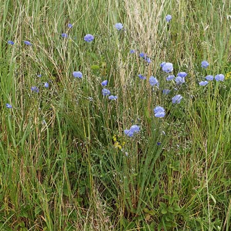 Linum austriacum \ �sterreicher Lein / Austrian Flax, D Gr&uuml;nstadt-Asselheim 4.5.2020