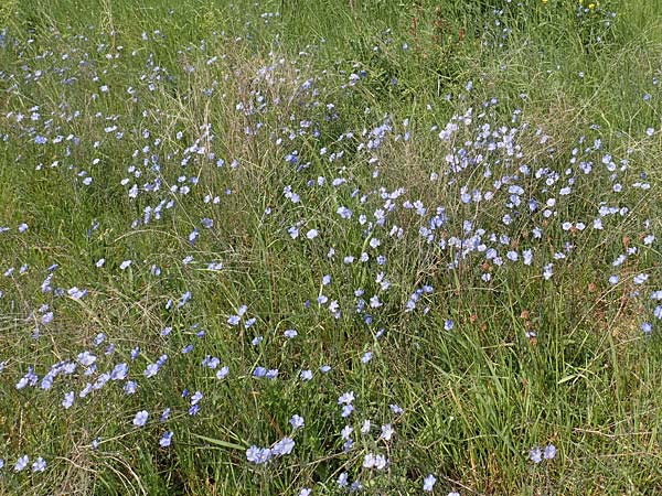 Linum austriacum \ �sterreicher Lein / Austrian Flax, D Neuleiningen 14.5.2020