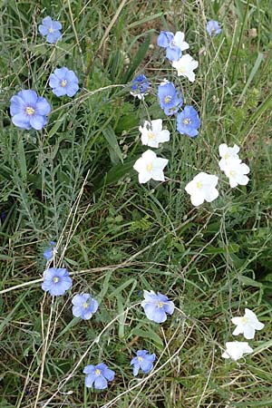 Linum austriacum \ �sterreicher Lein / Austrian Flax, D Neuleiningen 14.5.2020