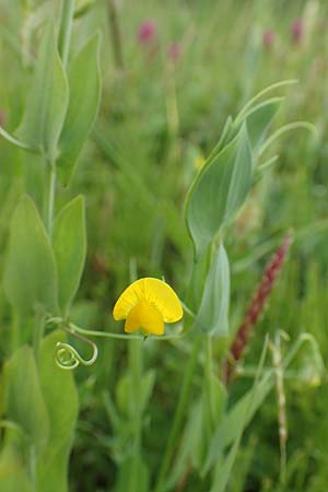 Lathyrus aphaca, Ranken-Platterbse