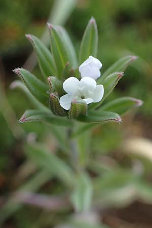 Buglossoides arvensis subsp. arvensis \ Acker-Steinsame, Acker-Rindszunge / Field Gromwell, D Neuleiningen 13.4.2021