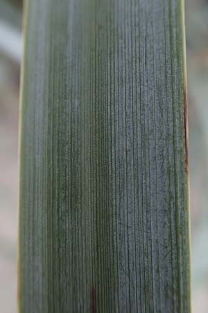 Leymus arenarius \ Strand-Roggen / Sea Lyme Grass, D Hohwacht 13.9.2021