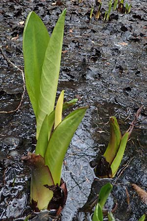 Lysichiton americanus \ Gelbe Schein-Kalla, Amerikanischer Stinktier-Kohl / American Skunk Cabbage, Swamp Lantern, D Elmstein 6.4.2022