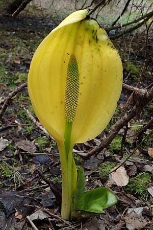 Lysichiton americanus \ Gelbe Schein-Kalla, Amerikanischer Stinktier-Kohl / American Skunk Cabbage, Swamp Lantern, D Elmstein 6.4.2022