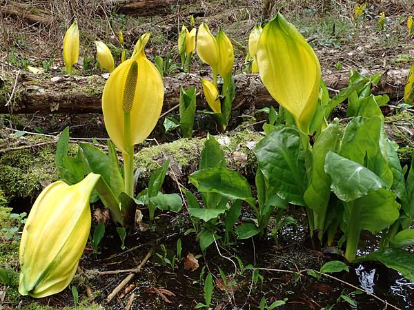 Lysichiton americanus \ Gelbe Schein-Kalla, Amerikanischer Stinktier-Kohl / American Skunk Cabbage, Swamp Lantern, D Elmstein 6.4.2022