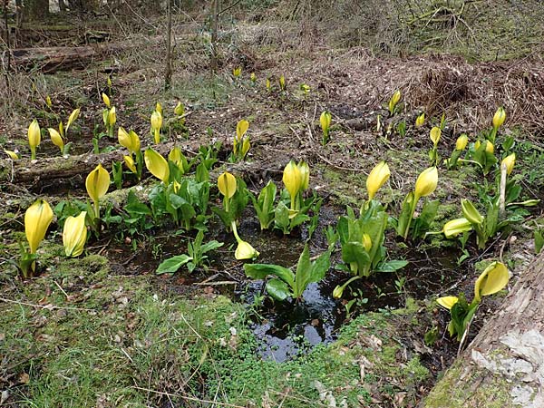 Lysichiton americanus \ Gelbe Schein-Kalla, Amerikanischer Stinktier-Kohl / American Skunk Cabbage, Swamp Lantern, D Elmstein 6.4.2022